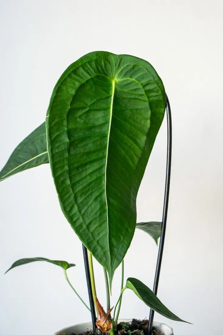 Anthurium Peltigerum XL (Flamingo plant)