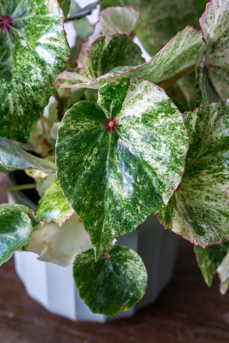 Begonia Rouge variegata (Zachráň ma)