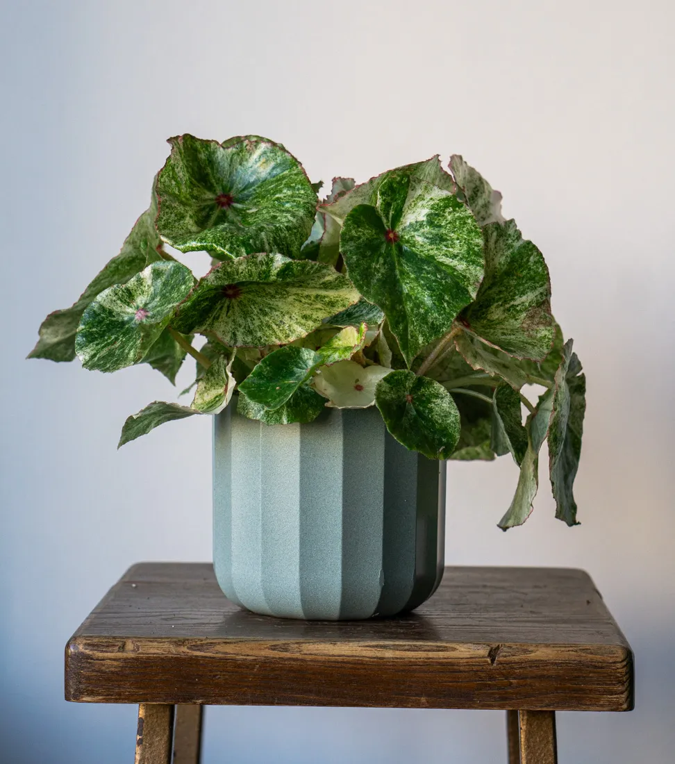 Begonia Rouge variegata