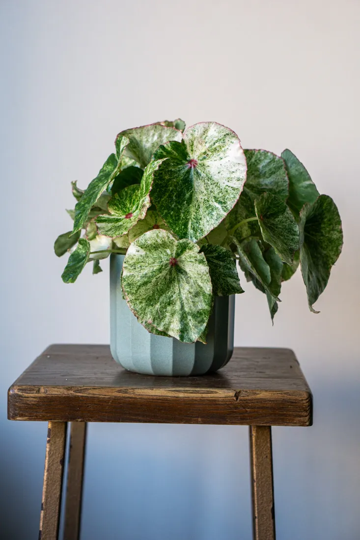 Begonia Rouge variegata