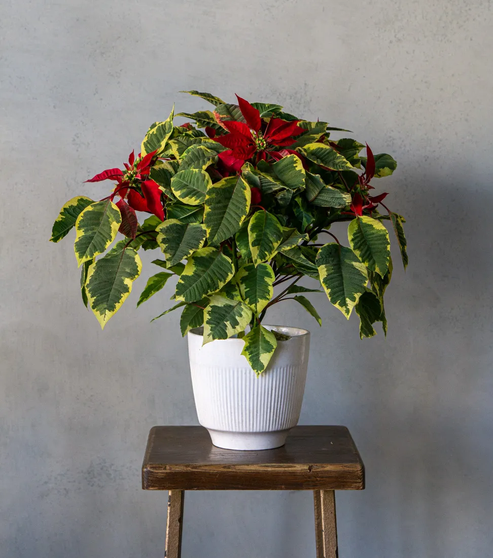 XXL Vianočná ruža/ Poinsettia Red Tapestry EXCLUSIVE