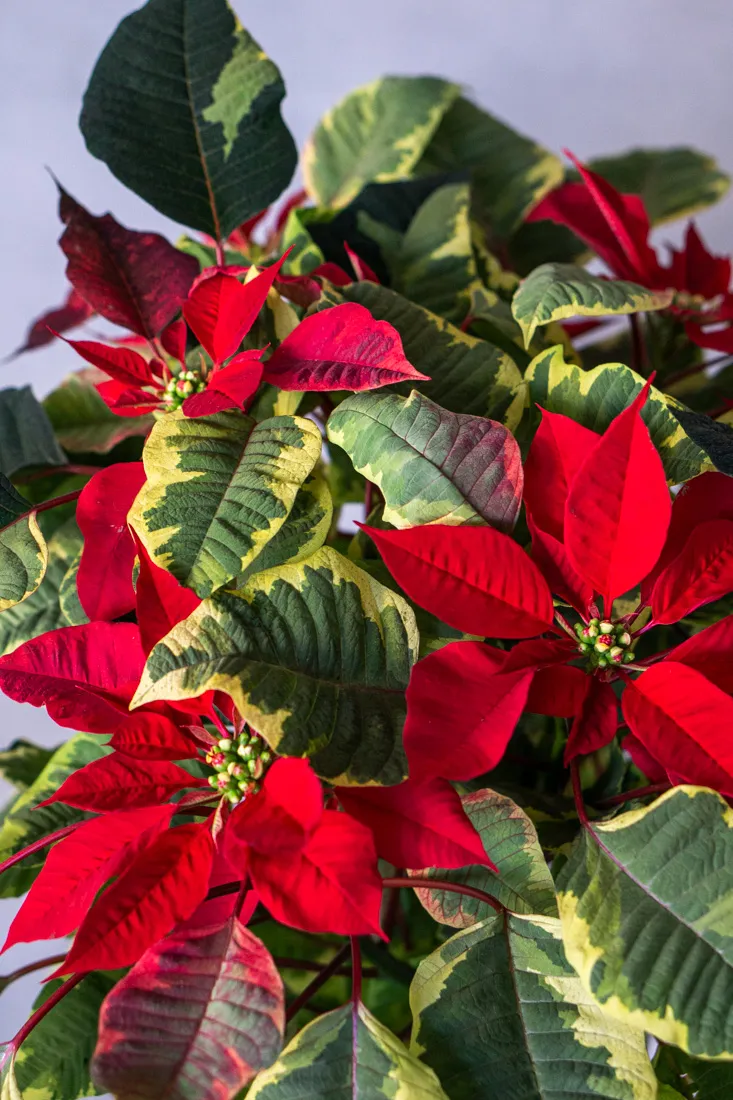 XXL Vianočná ruža/ Poinsettia Red Tapestry EXCLUSIVE
