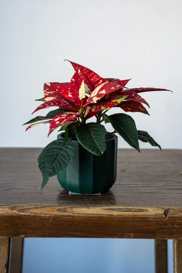 Mini Panašovaná Vianočná ruža/ Poinsettia variegata / Euphorbia pulcherrima