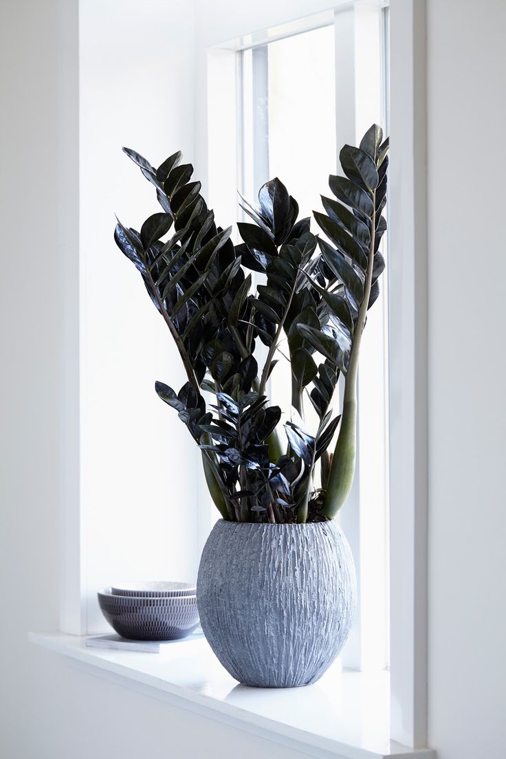 Čierny Zamioculcas Raven / Super Nova