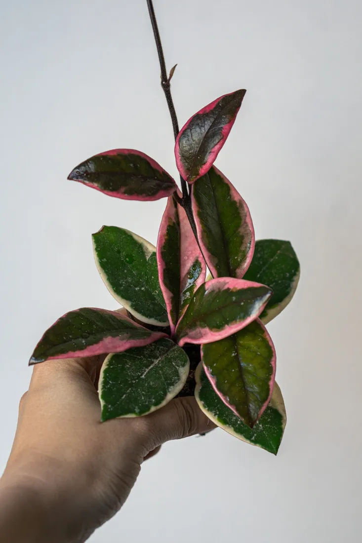 Baby Hoya Krimson Queen (malá, menej variegovaná)