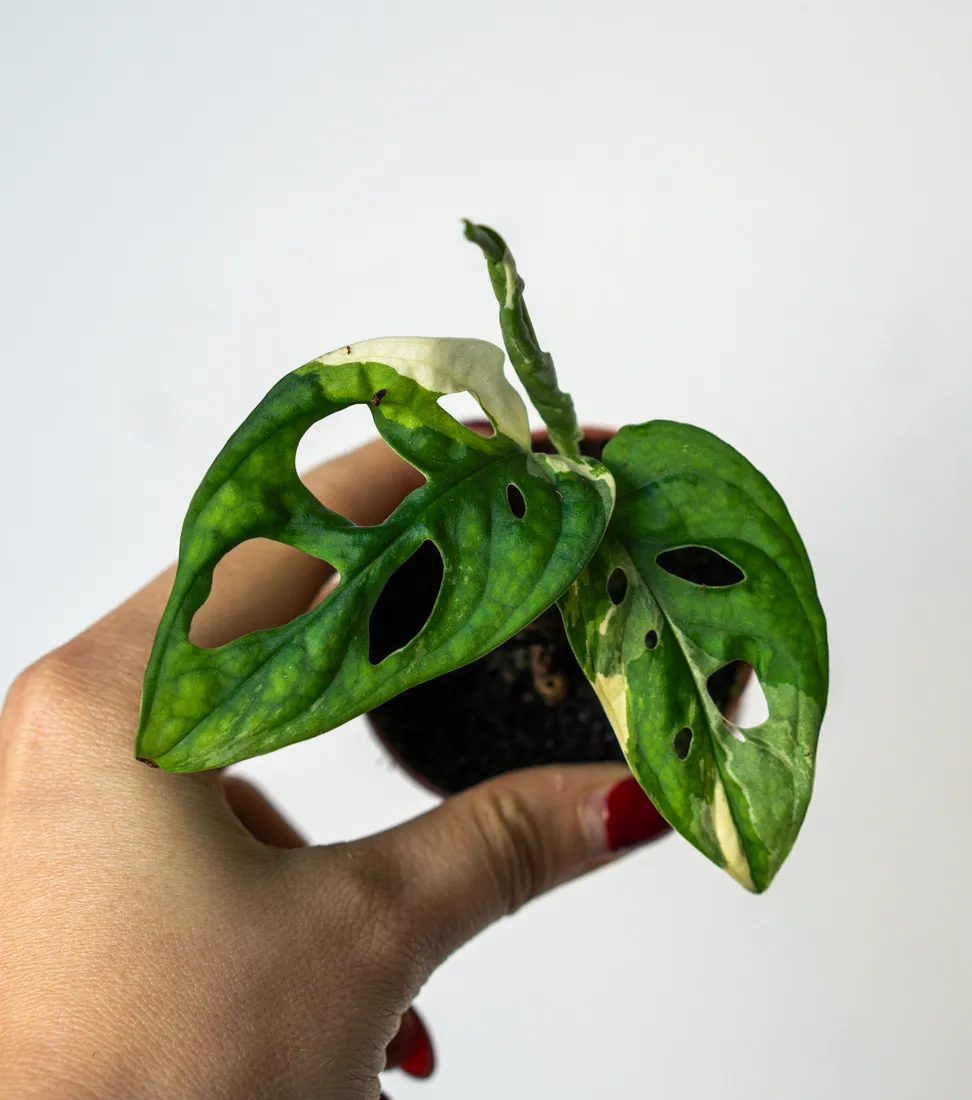 Baby Monstera adansonii Japanese Tricolor