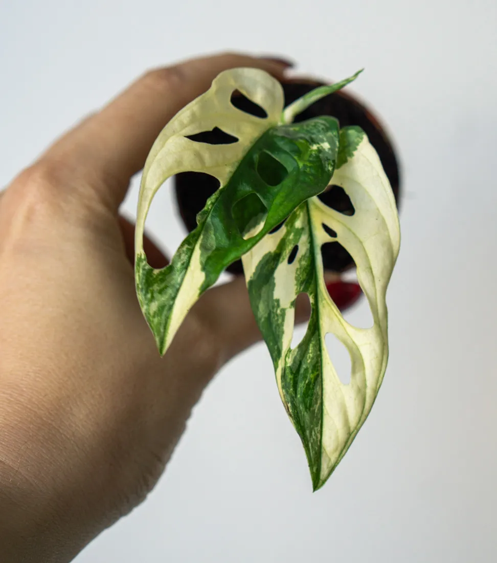Baby Monstera adansonii Japanese Tricolor