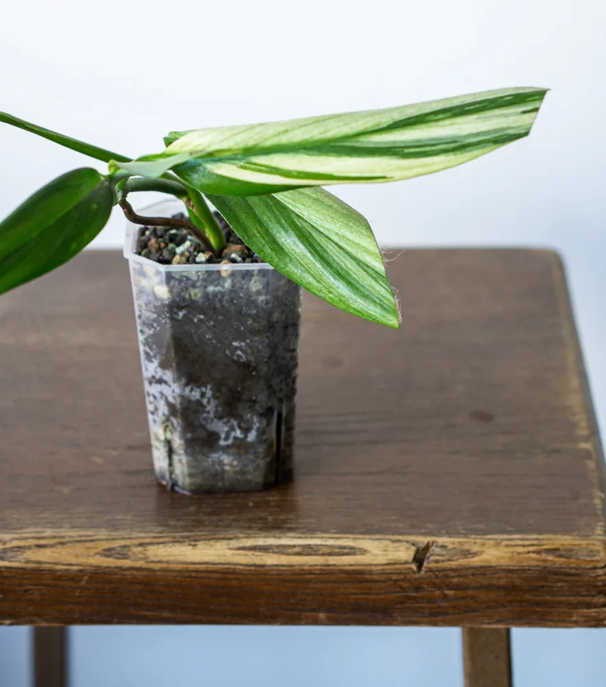 Epipremnum amplissimum "Silver Stripe" variegata