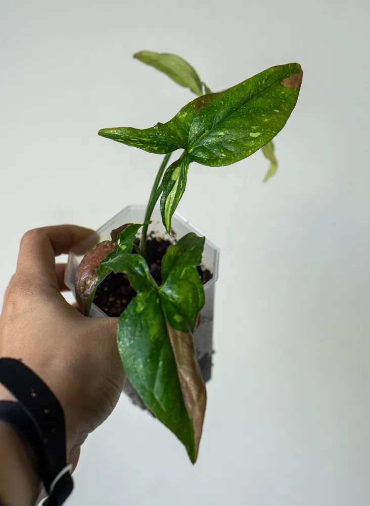 Syngonium Pink Splash 