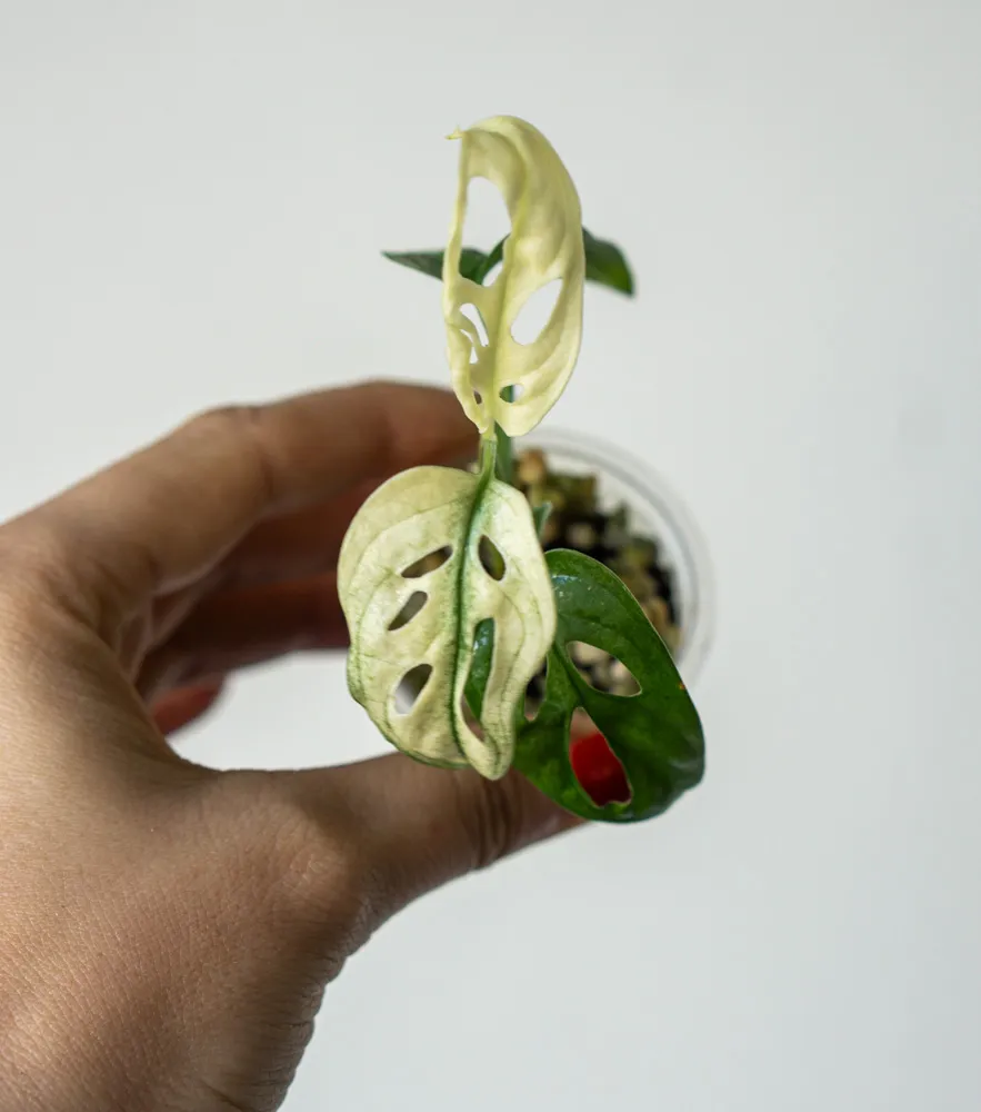 Baby Monstera adansonii Archipelago Mint Ghost 
