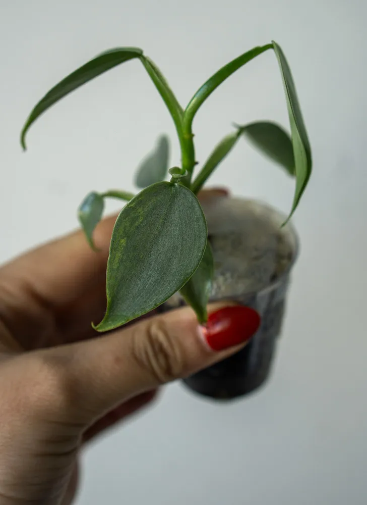 Baby Philo "Silver sword" Hastatum variegatum