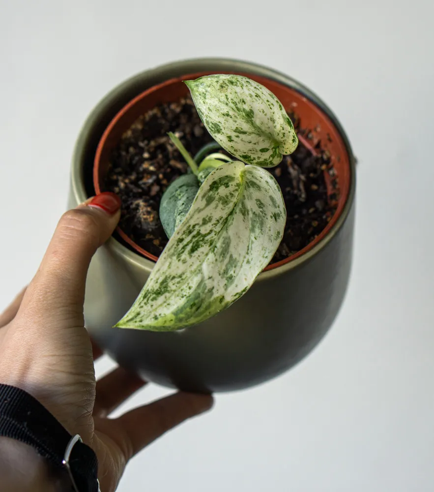 Scindapsus Jade Satin Mint