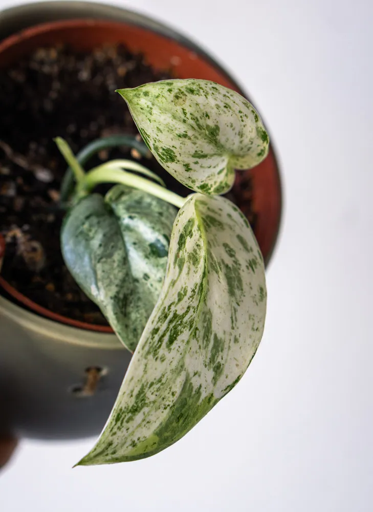 Scindapsus Jade Satin Mint 