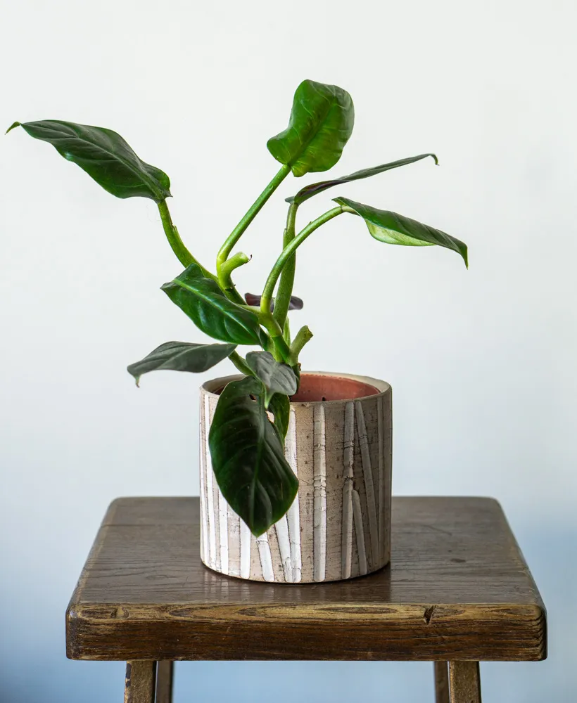 Philodendron Subhastatum MINT (revert?)