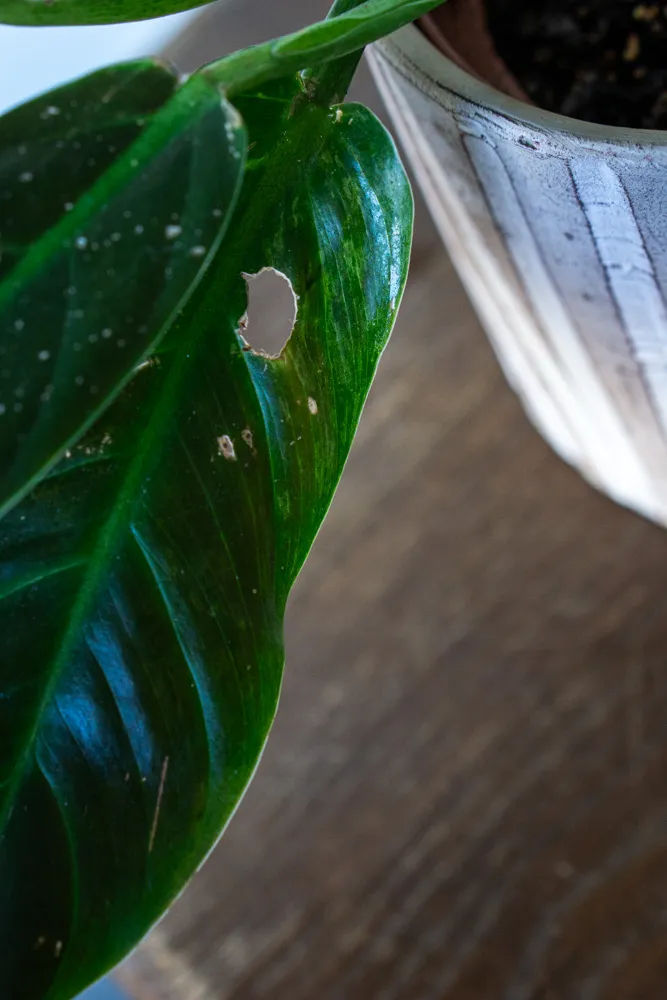 Philodendron Subhastatum MINT (revert?)