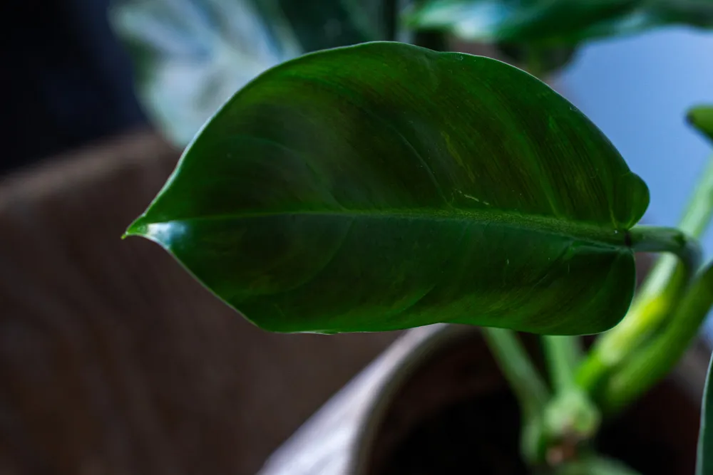 Philodendron Subhastatum MINT (revert?)