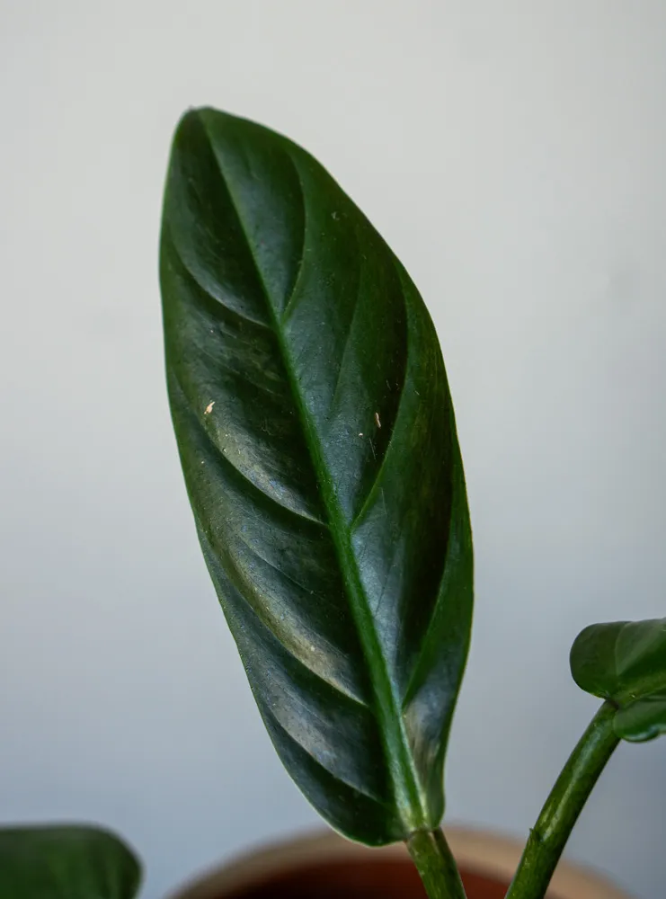 Philodendron Subhastatum MINT (revert?)