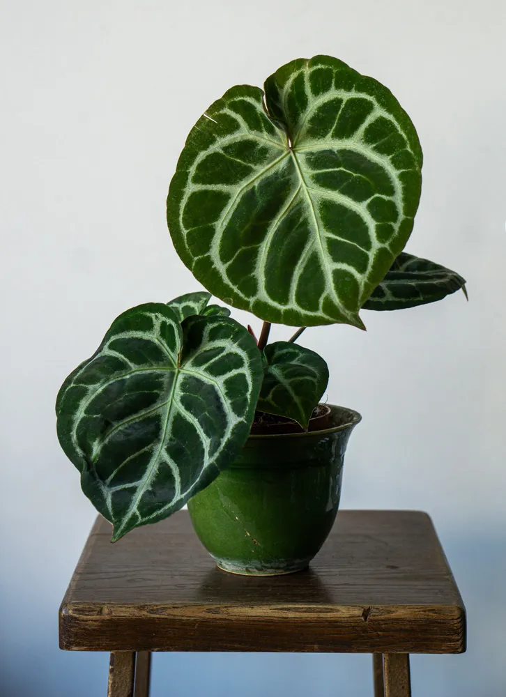 Anthurium Crystallinum Silver Blush