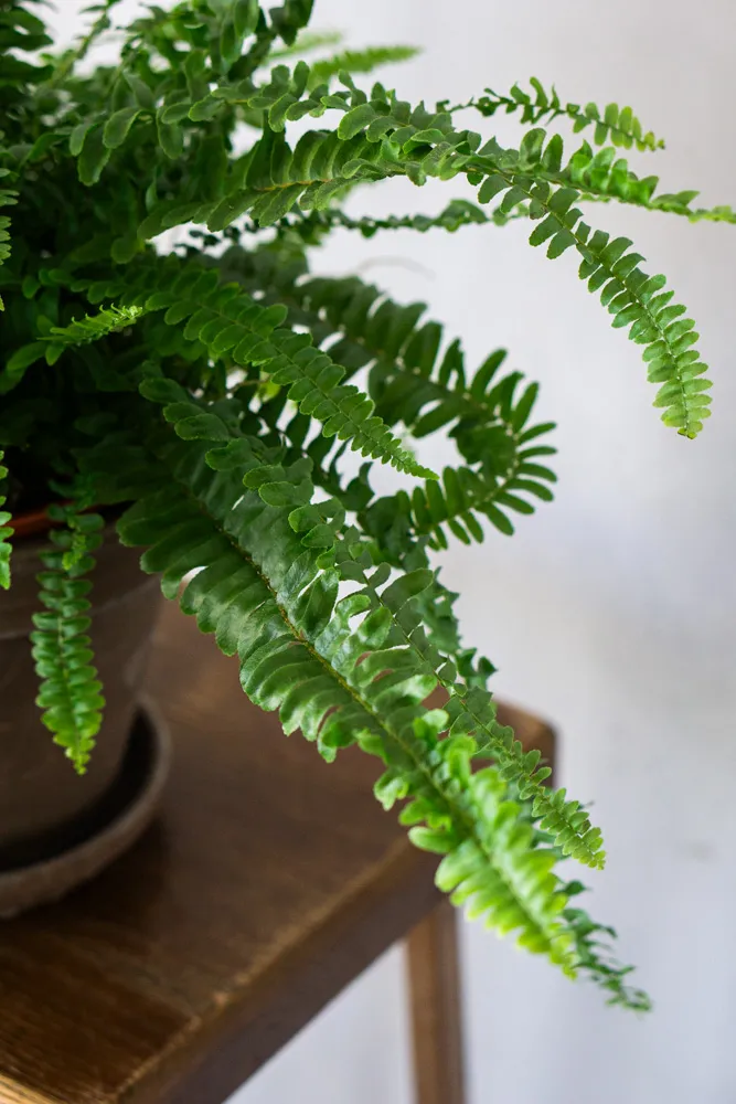 Nephrolepis Green Lady