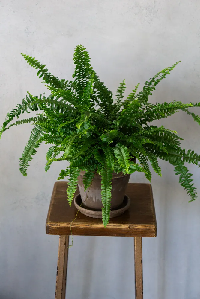 Nephrolepis Green Lady