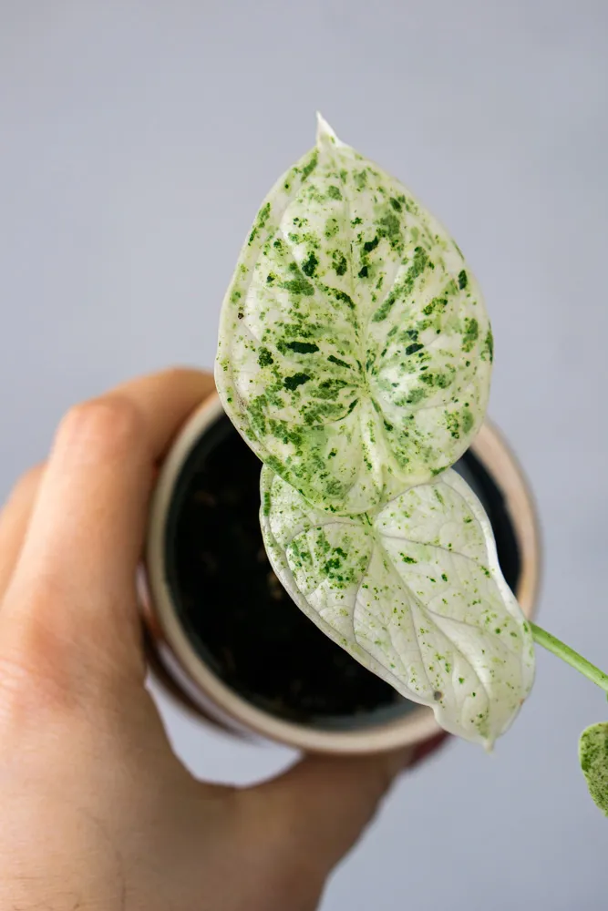 🐉 Baby Alocasia Dragon Scale MINT