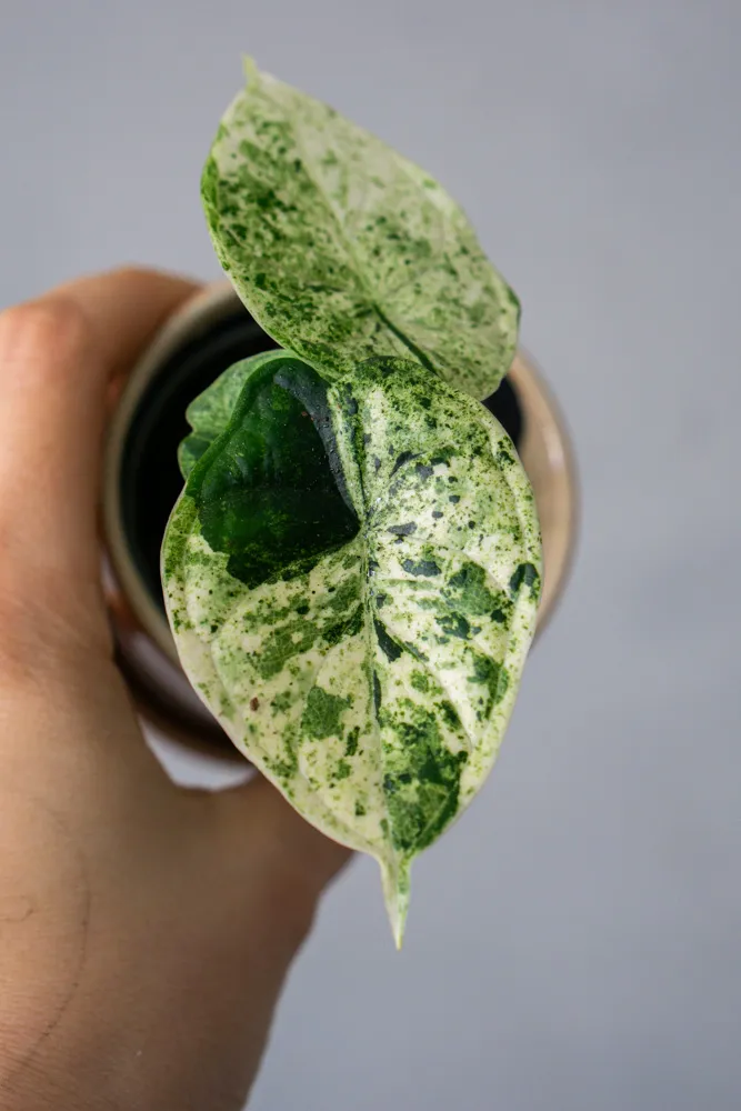 🐉 Baby Alocasia Dragon Scale MINT