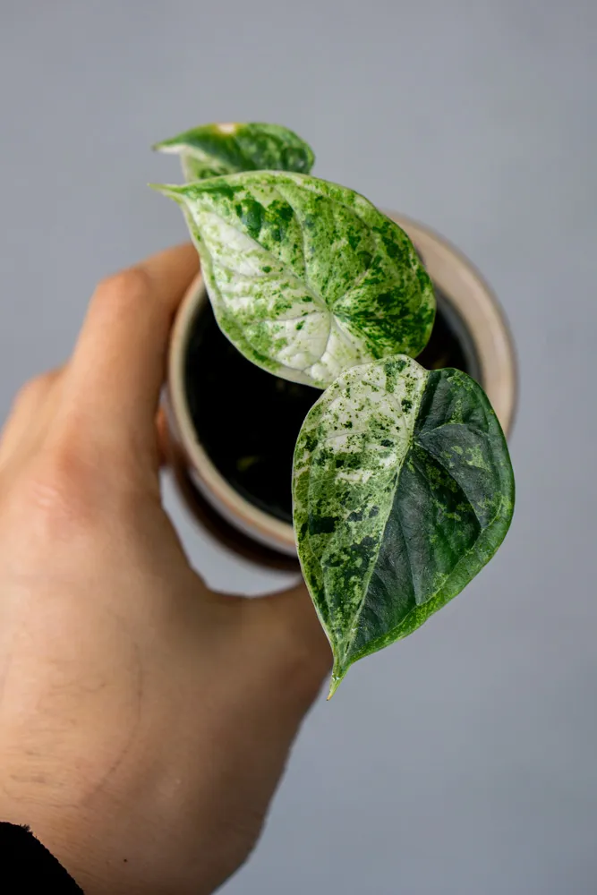 🐉 Baby Alocasia Dragon Scale MINT