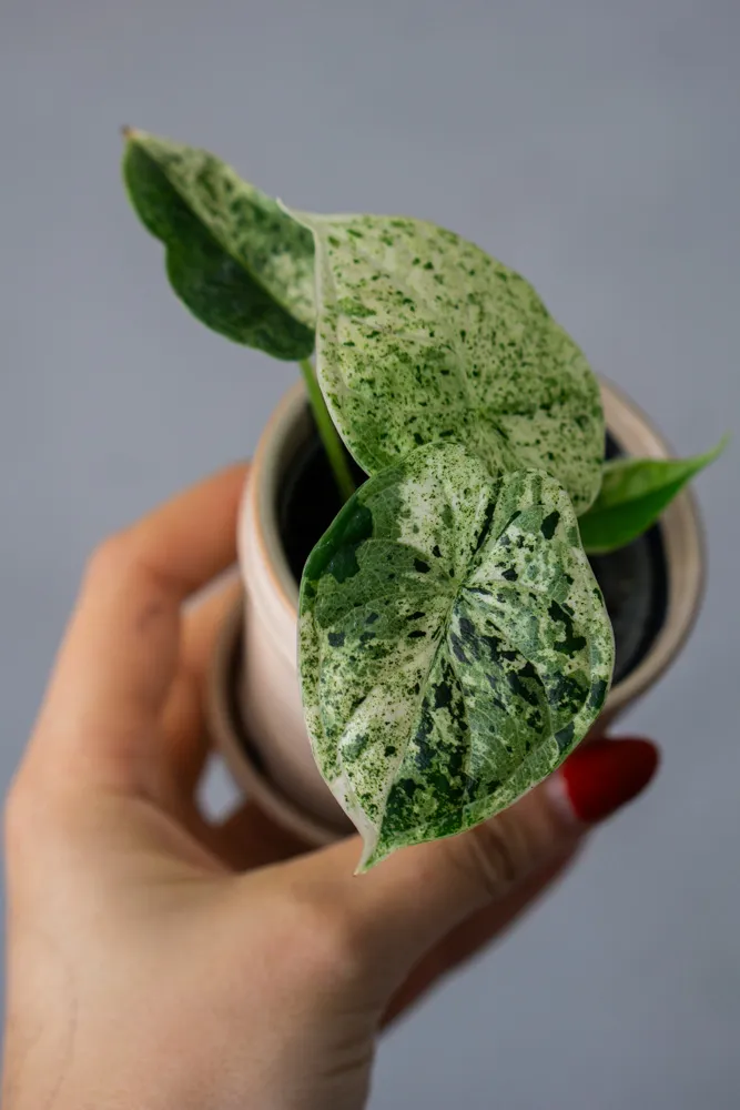 🐉 Baby Alocasia Dragon Scale MINT