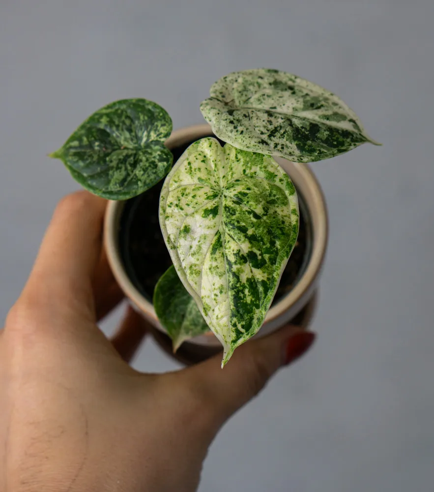 🐉 Baby Alocasia Dragon Scale MINT