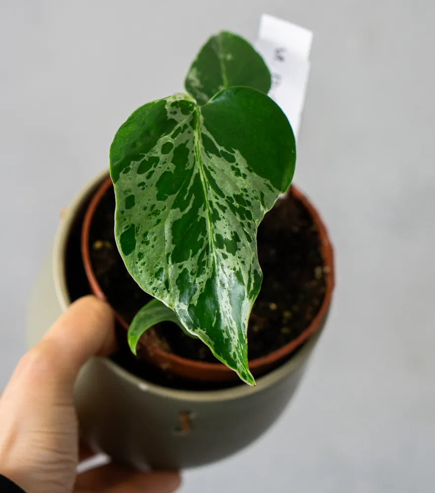 Monstera Deliciosa Bulbasaur