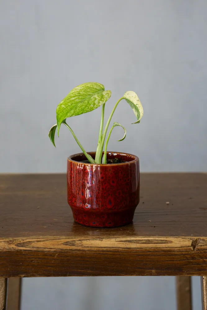 Baby Monstera Deliciosa Mint