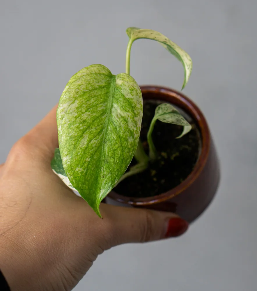 Baby Monstera Deliciosa Mint