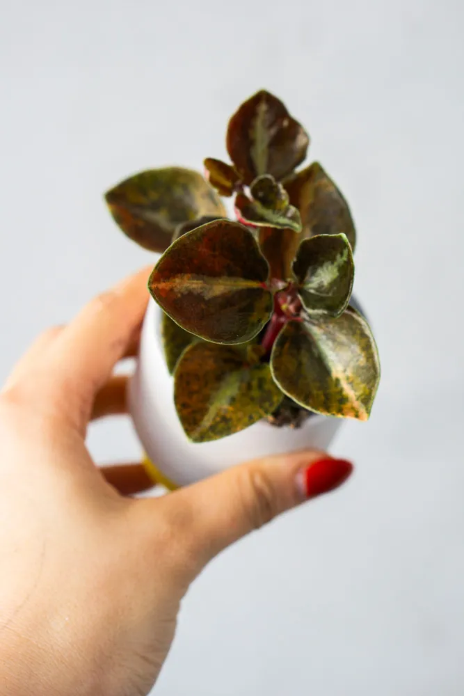Peperomia metallica Crème brûlée