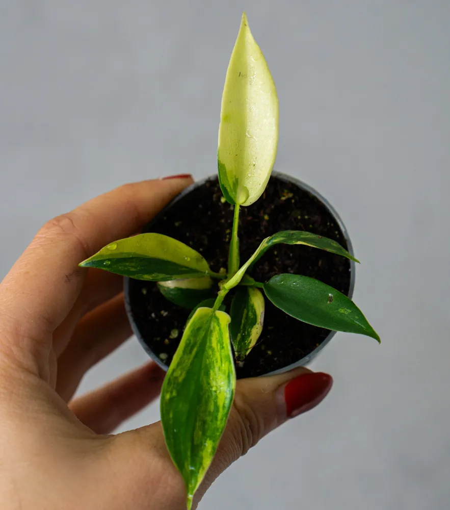 Baby Philodendron Florida Beauty (seedling) - mega cena