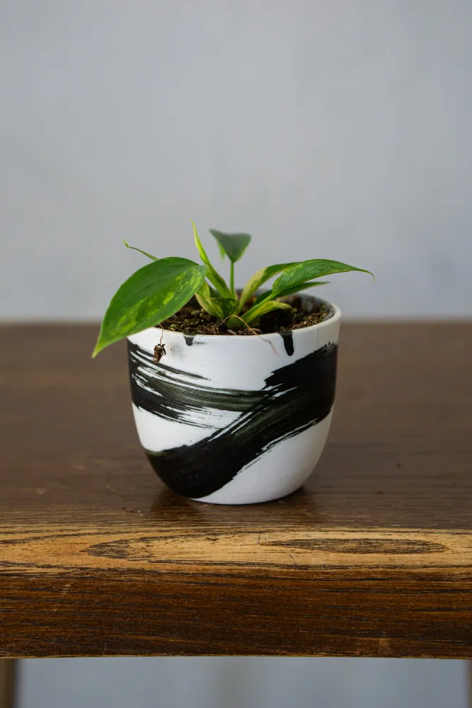 Baby Philodendron Florida Beauty (seedling) (Zachráň ma)
