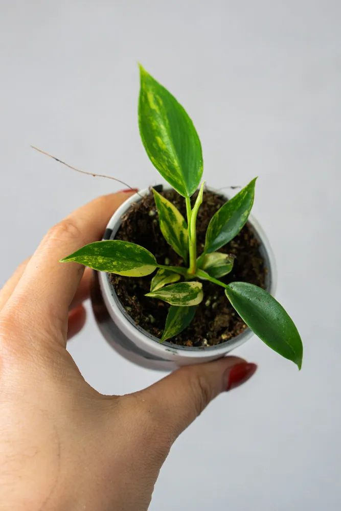 Baby Philodendron Florida Beauty (seedling) (Zachráň ma)