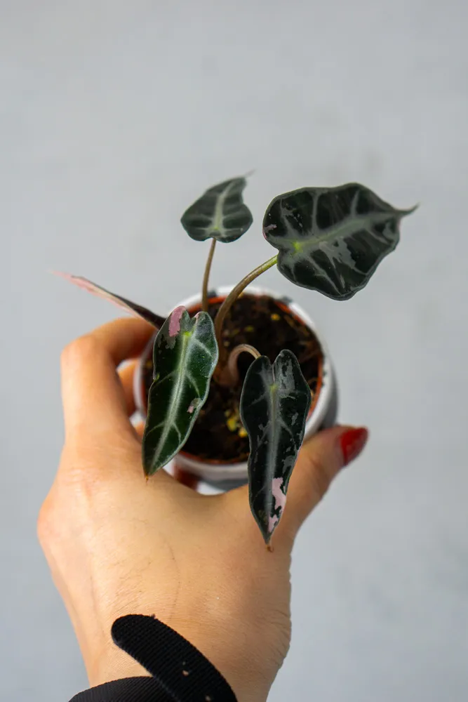 Baby Alocasia Bambino pink variegata (náhodný kúsok)