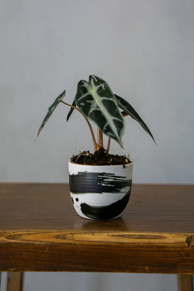 Baby Alocasia Bambino pink variegata (náhodný kúsok)