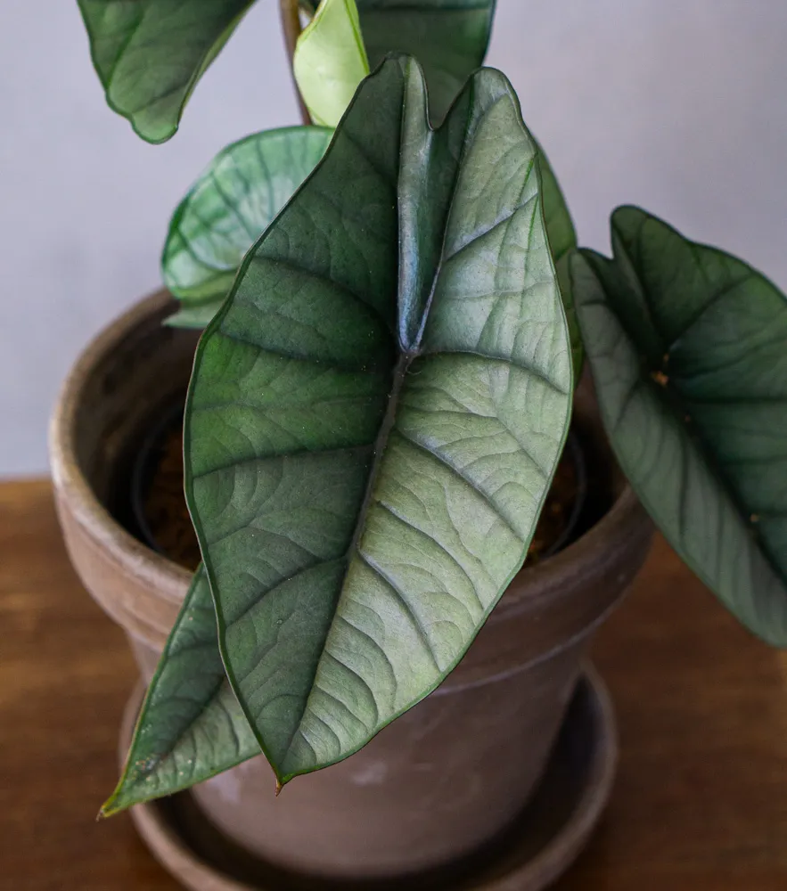 Alocasia Platinum