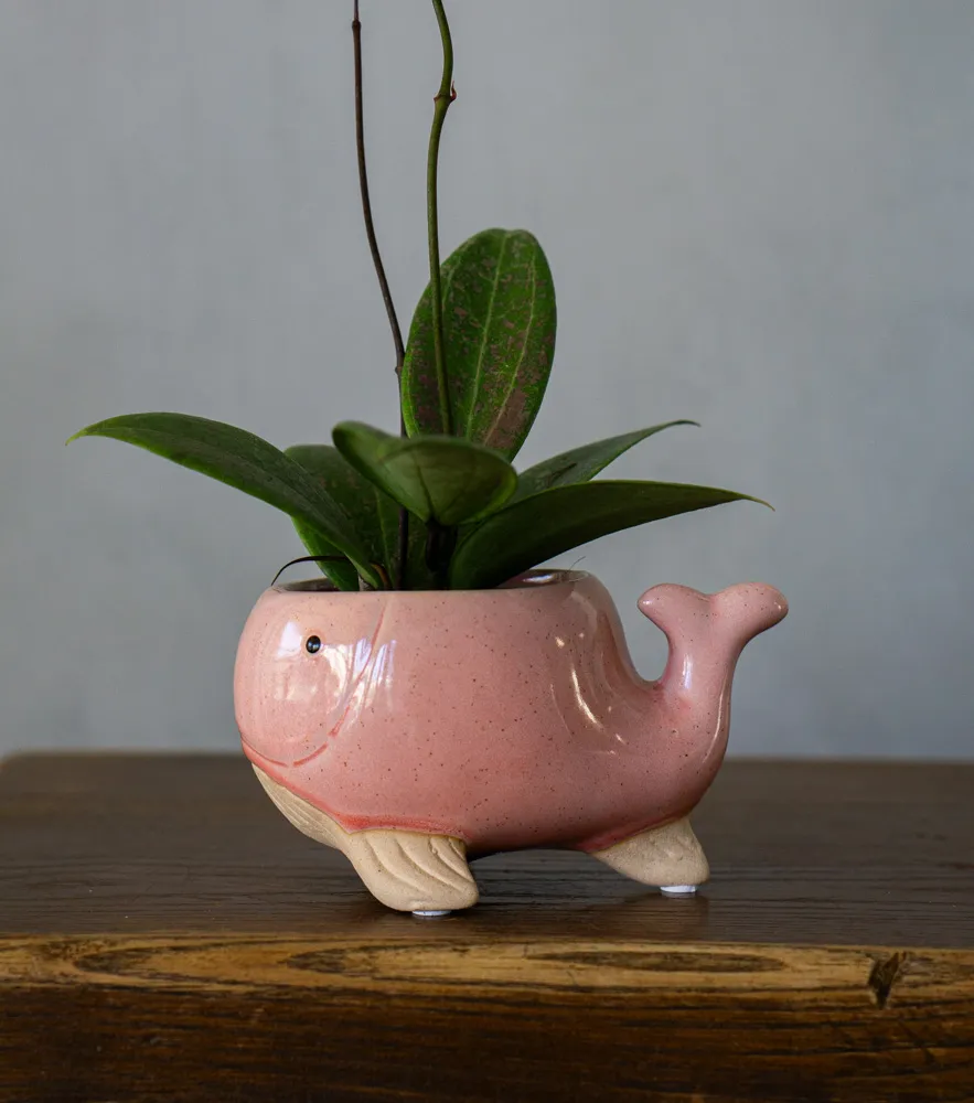 Keramický kvetináč Veľrybka