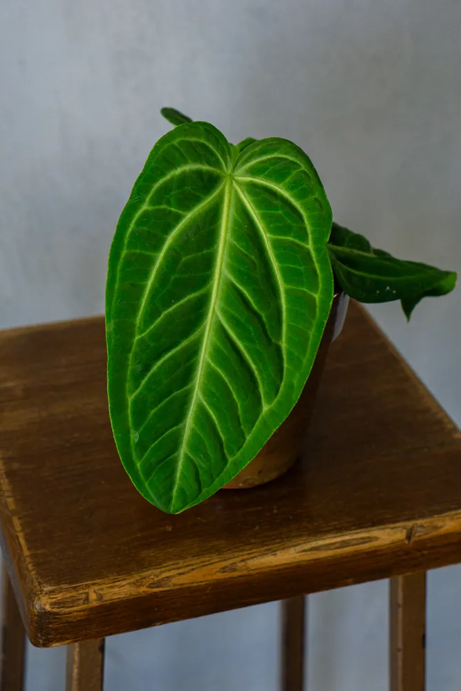 Anthurium Villeanorum (Zachráň ma)