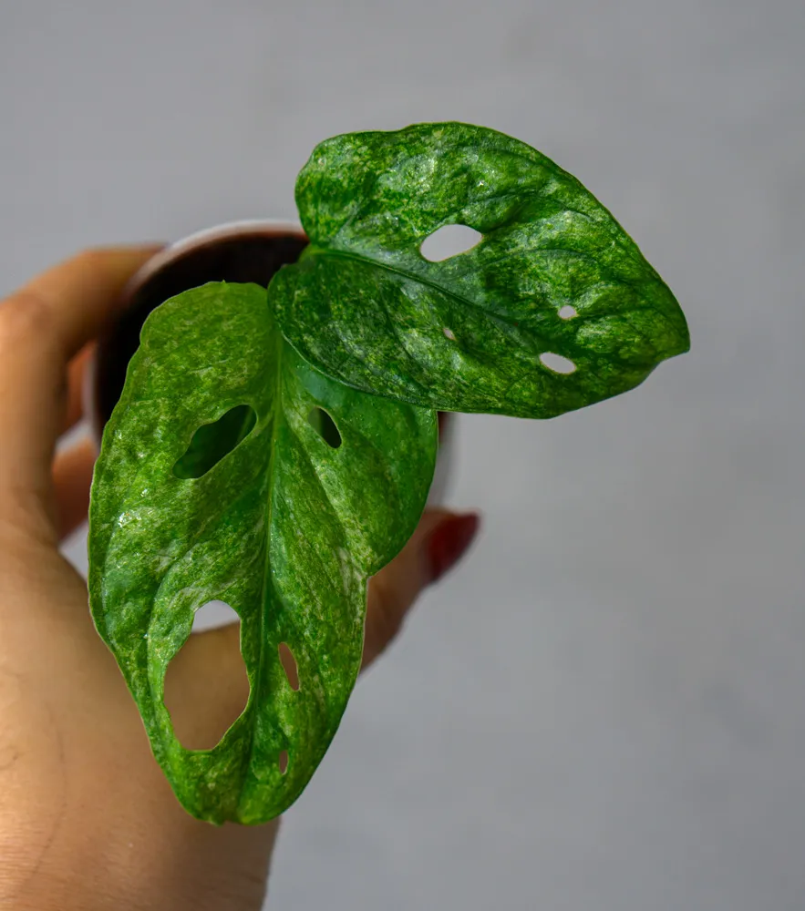 Baby Monstera adansonii Mint (Mega cena!)