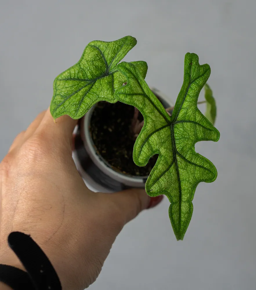Baby Alocasia Jacklyn (Zachráň ma)