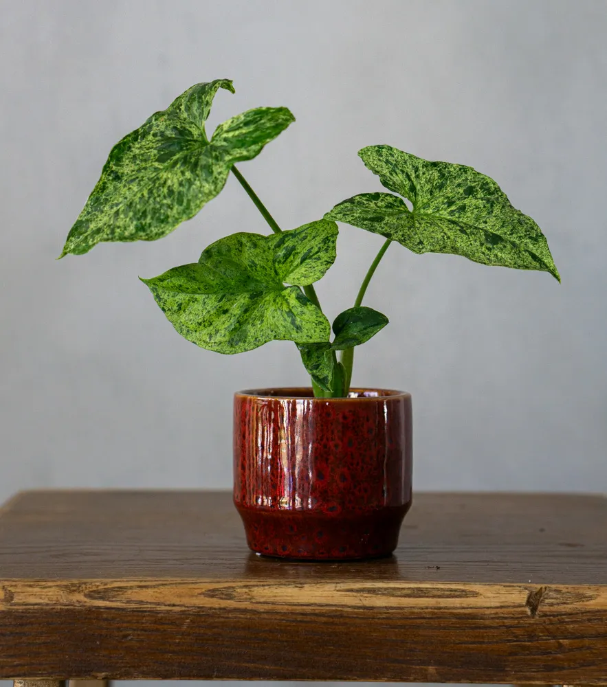 Baby Syngonium Mottled MOJITO