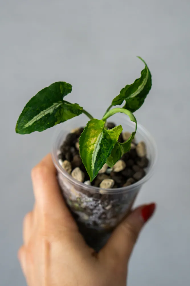 Syngonium Wendlandii Aurea variegatum (v Poňáku)