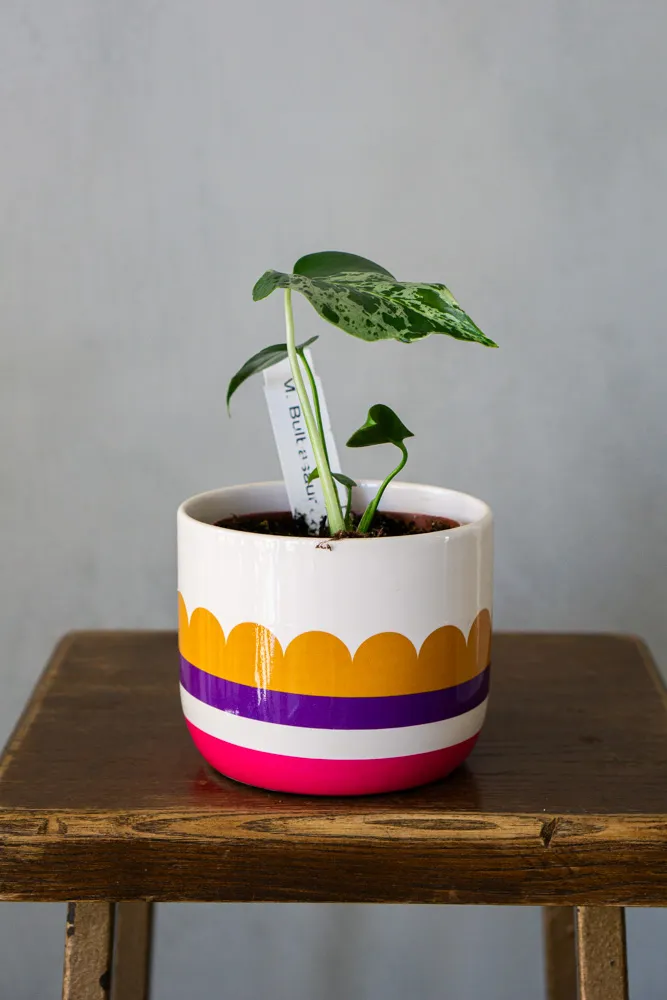 Monstera Deliciosa Bulbasaur