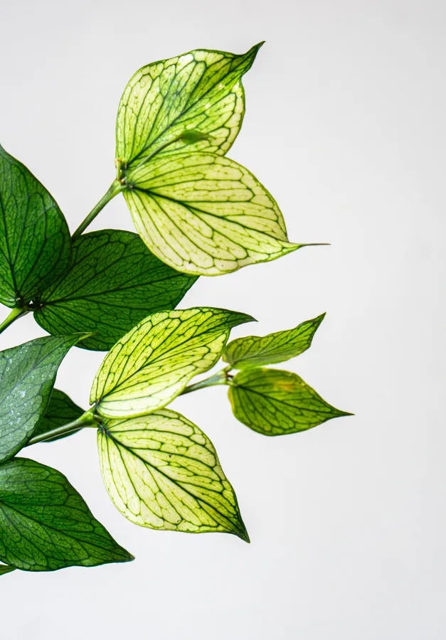 Baby Hoya Polyneura White Ghost