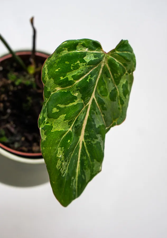 🦄 Baby Philodendron Gloriosum Snow Leopard (2)