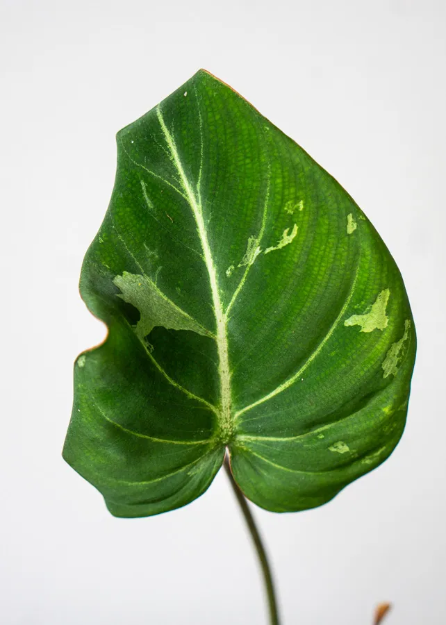🦄 Baby Philodendron Gloriosum Snow Leopard (2)