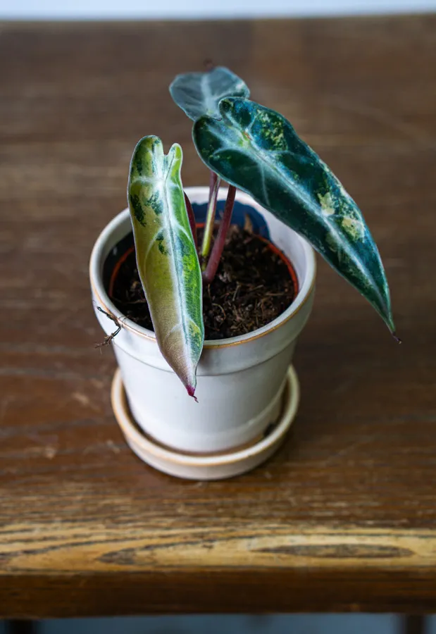 Baby Alocasia Bambino Aurea variegata (náhodný kúsok) (ZACHRÁŇ MA)